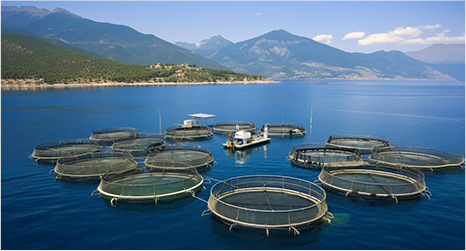 Aquaculture